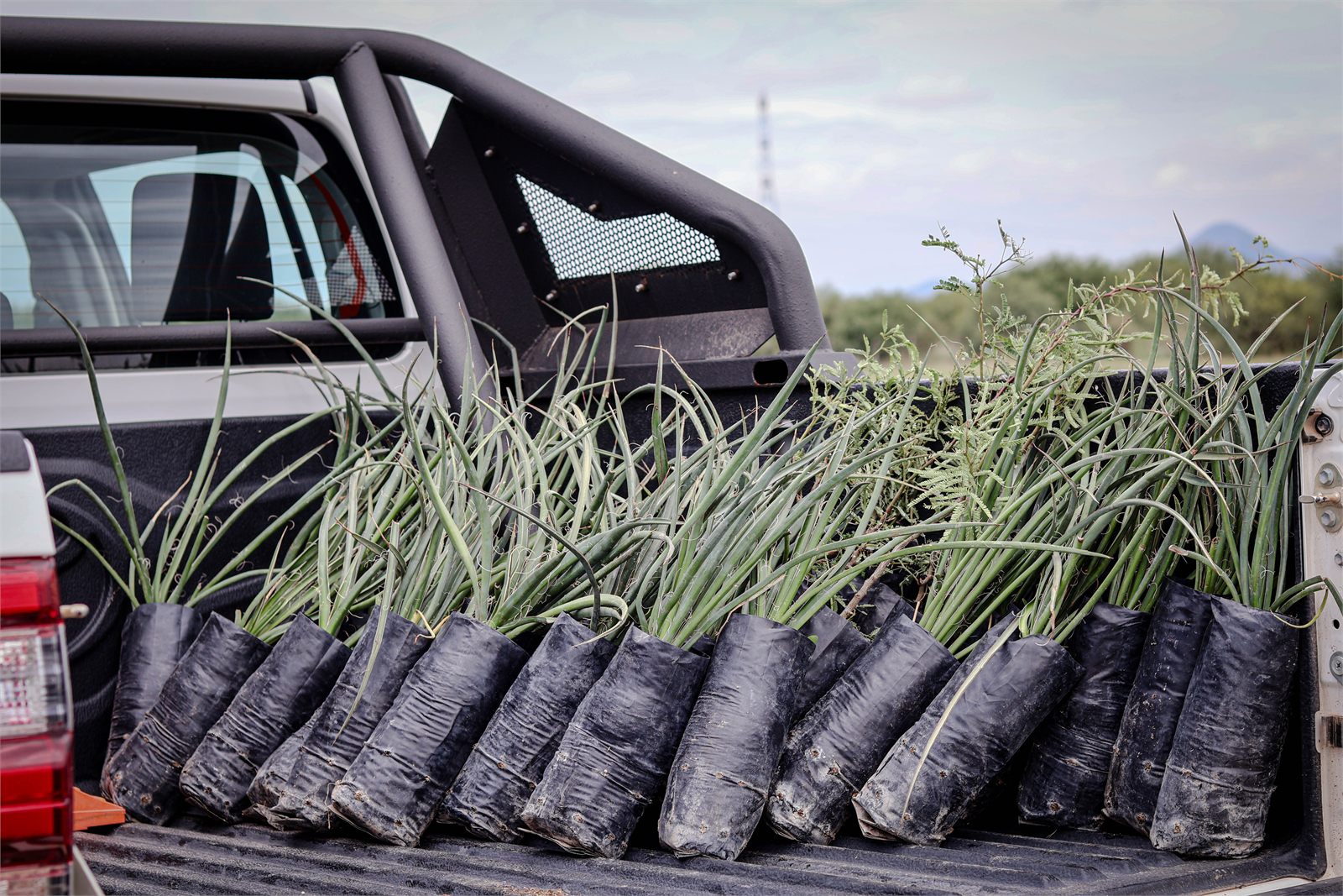 Plantas de agave listas para la reforestación en la caja de una camioneta