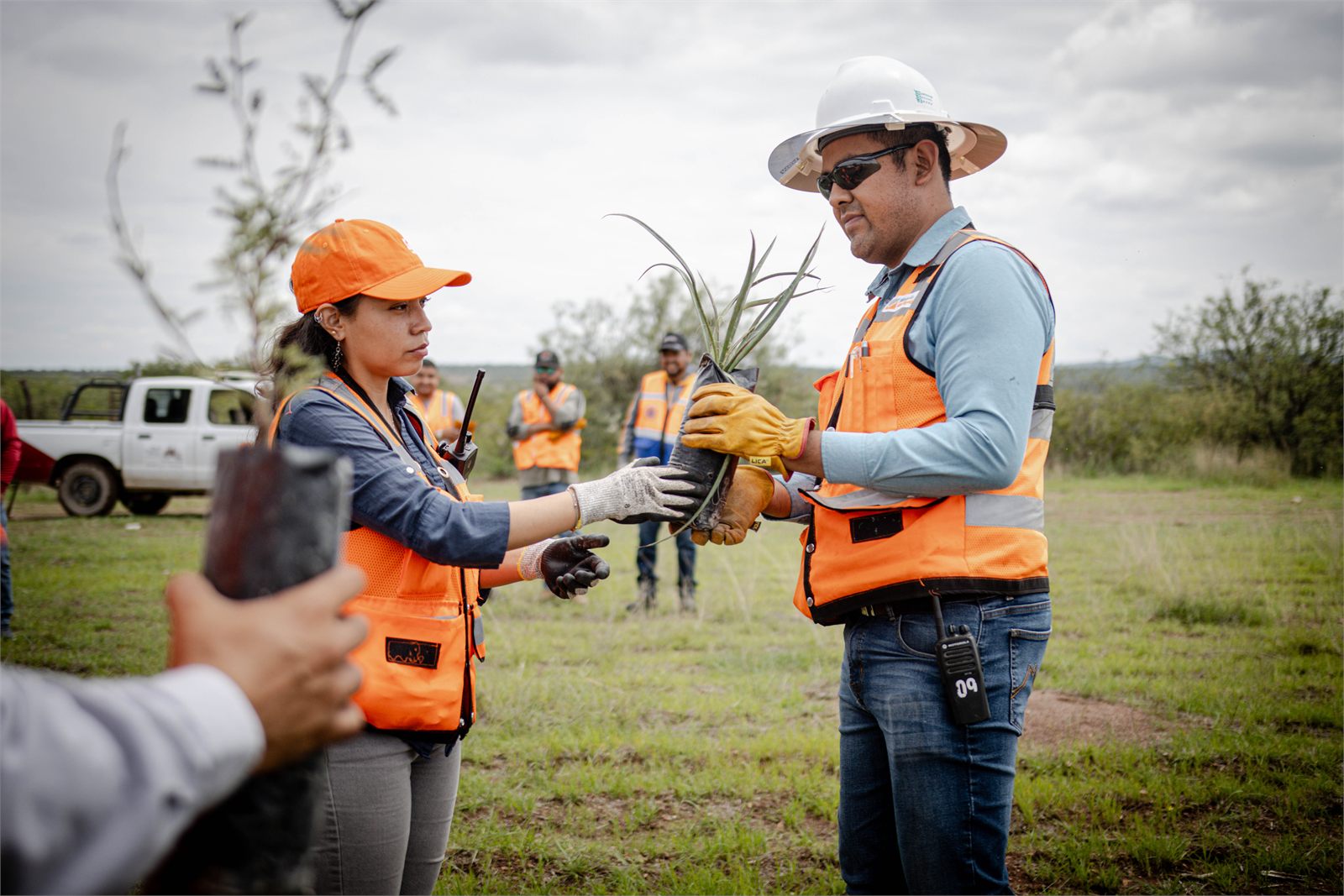 Entrega de una planta entre voluntarios durante la reforestación de Minas de San Nicolás