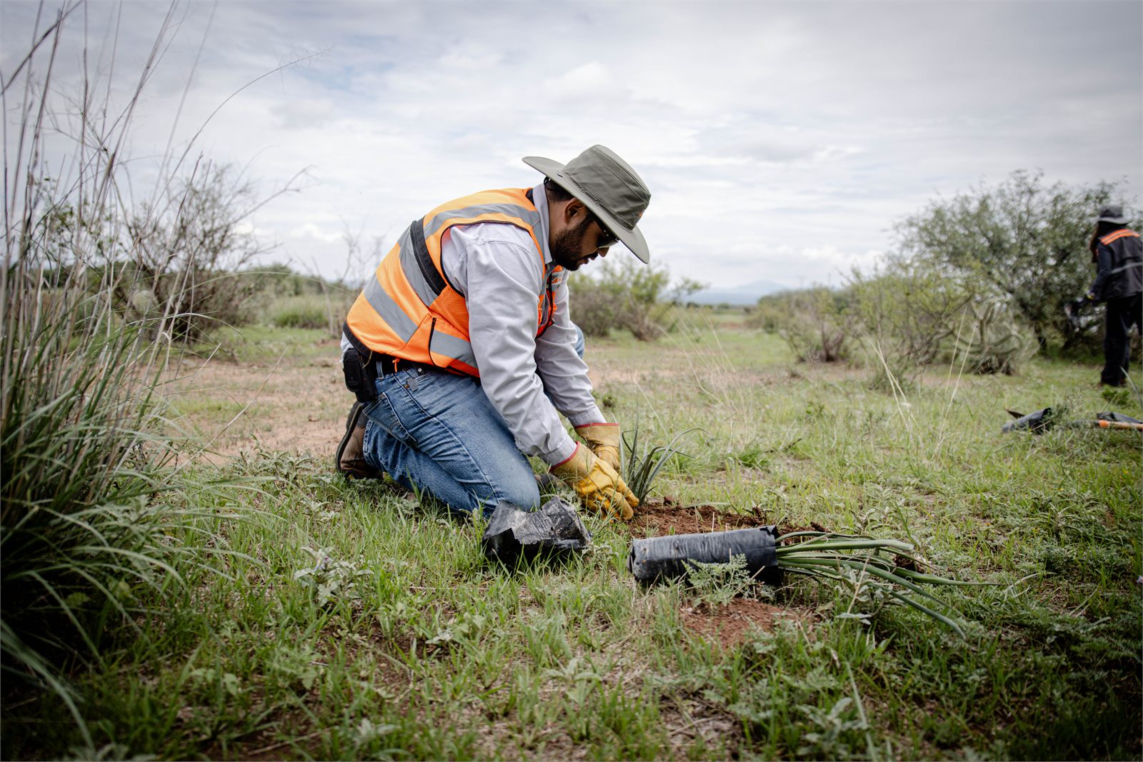 Voluntario plantando un agave durante la jornada de reforestación